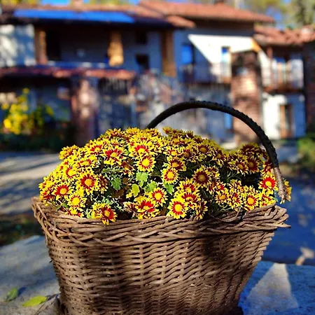 Le Mimose Couette-café