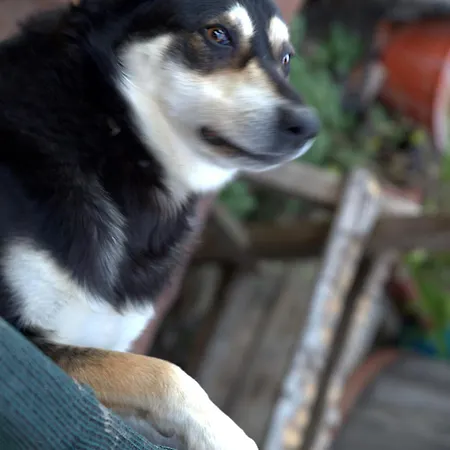 Le Mimose Bricherasio