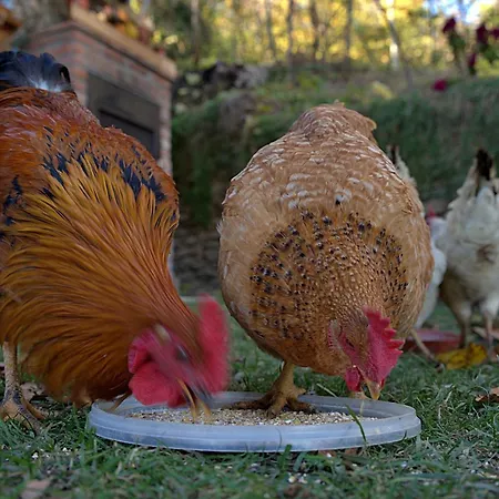 فندق مبيت وإفطار Le Mimose 3*